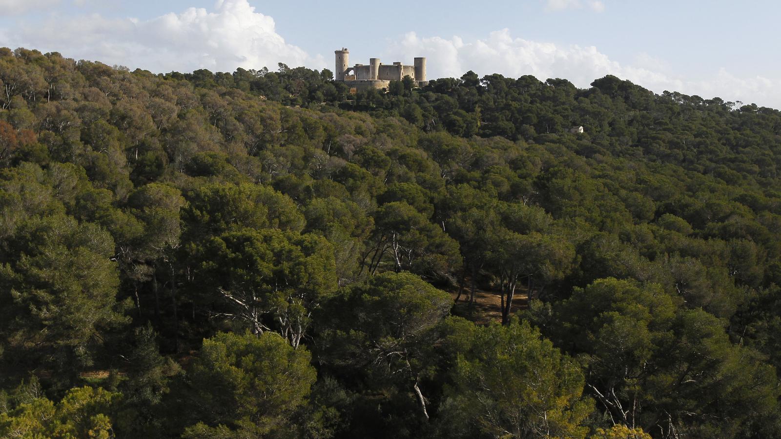 Bosc del castell de Bellver.