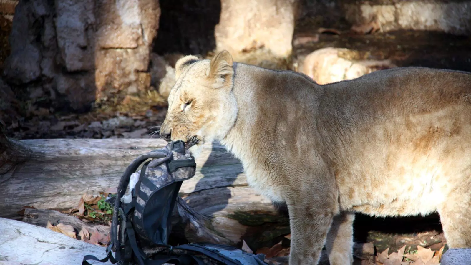 Una lleona menjant-se la motxilla de l'home que s'ha llençat al fossar del Zoo de Barcelona / ACN