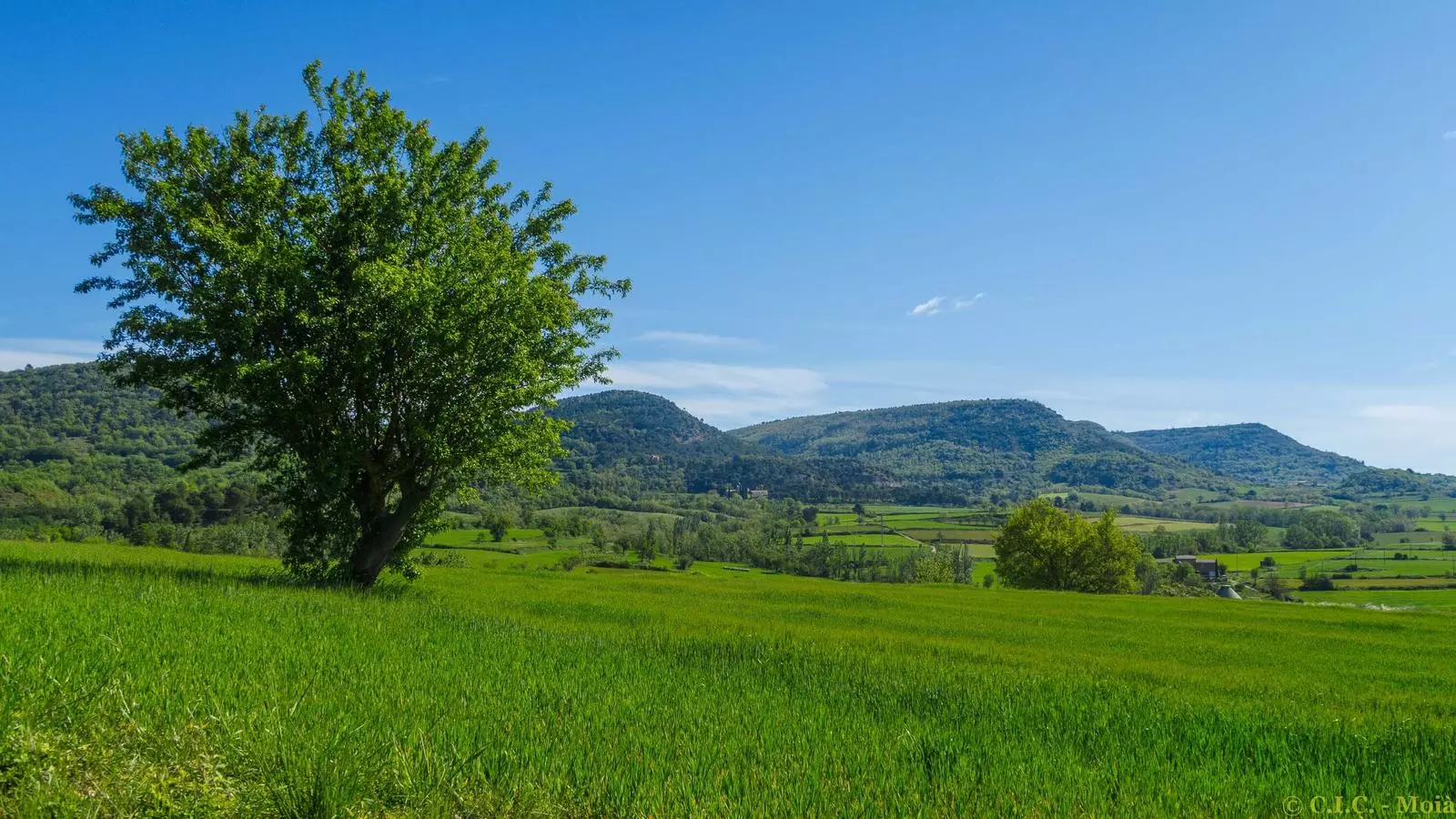 Ambient primaveral ahir al migdia a Moià