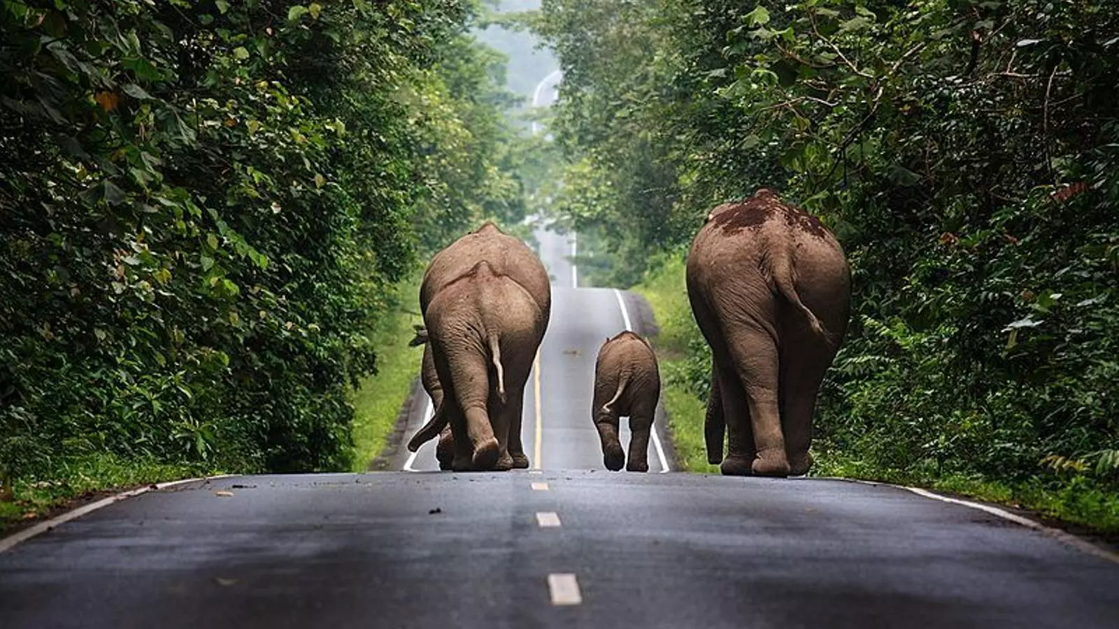 Un grup d'elefants salvatges camina per una carretera de la zona del Parc Nacional de Khao Yai