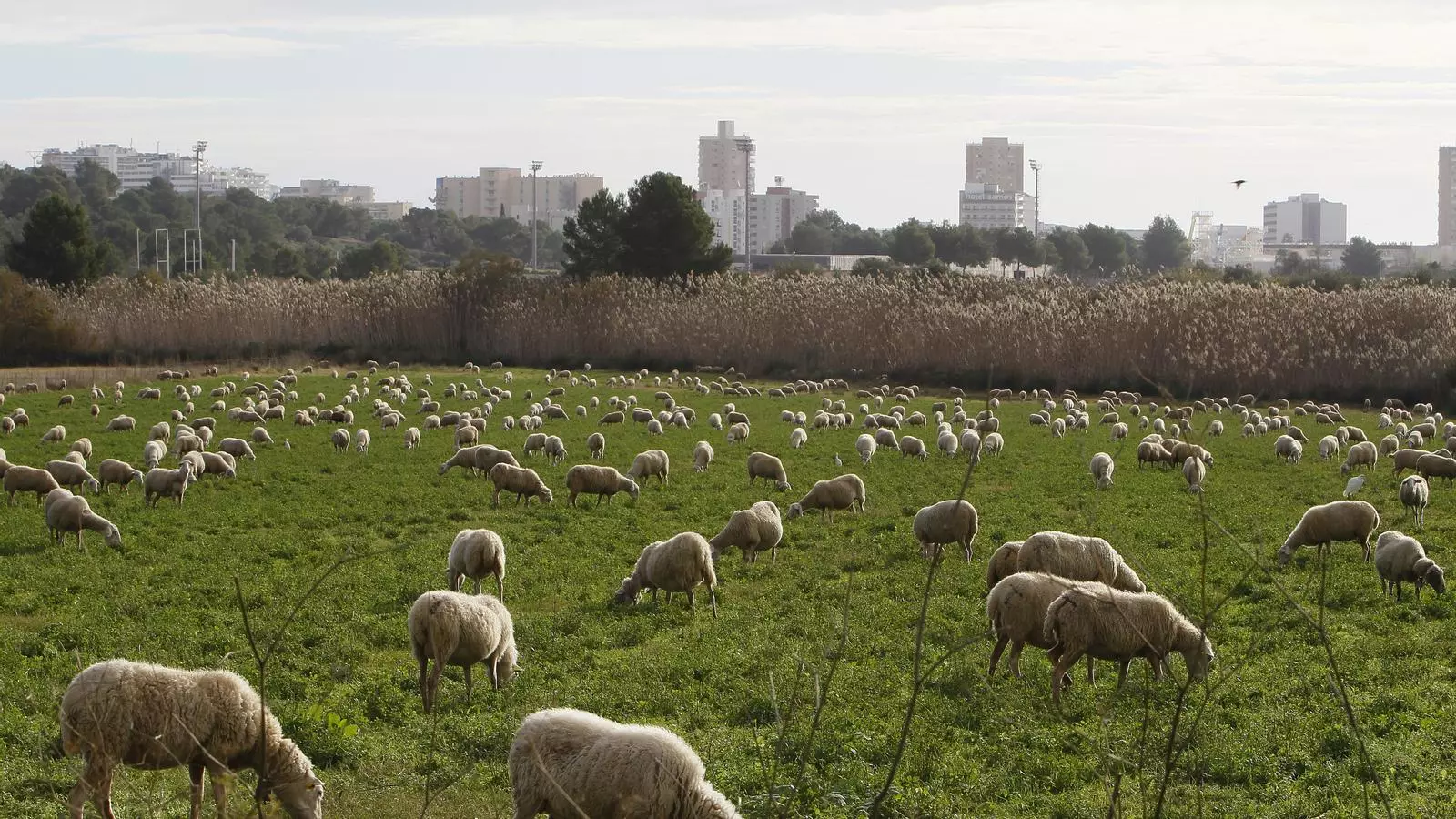 La guarda d'ovelles de Toni Bonafé pasturen a la finca de Cas Saboners amb les característiques torres de Magaluf al fons.