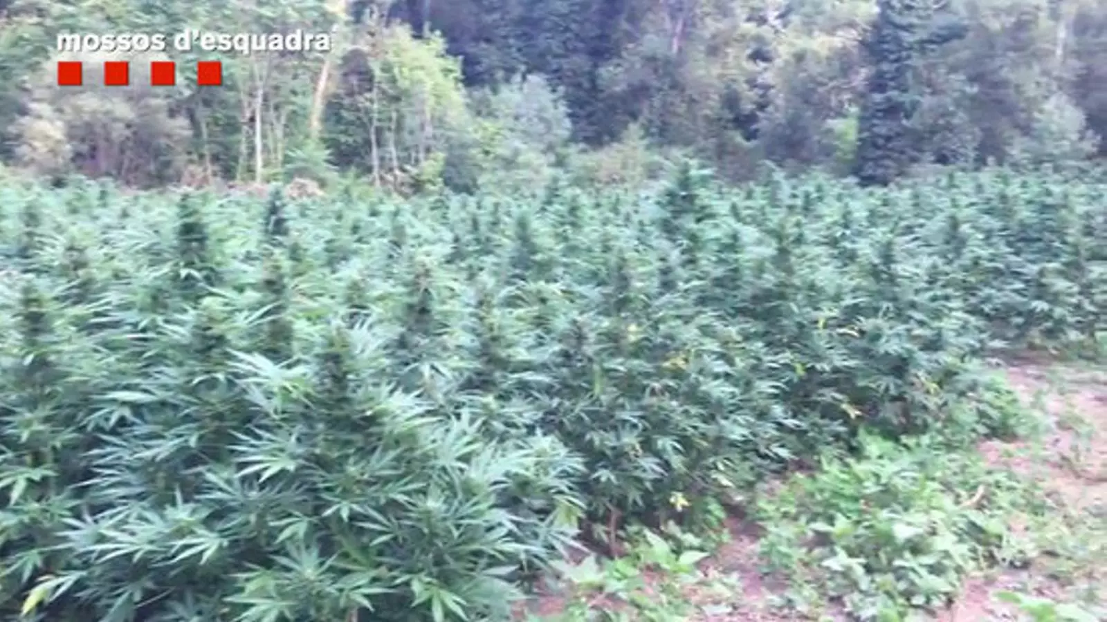 La plantació amb més de 18.000 plantes de marihuana desmantellada per mossos a Vilademuls