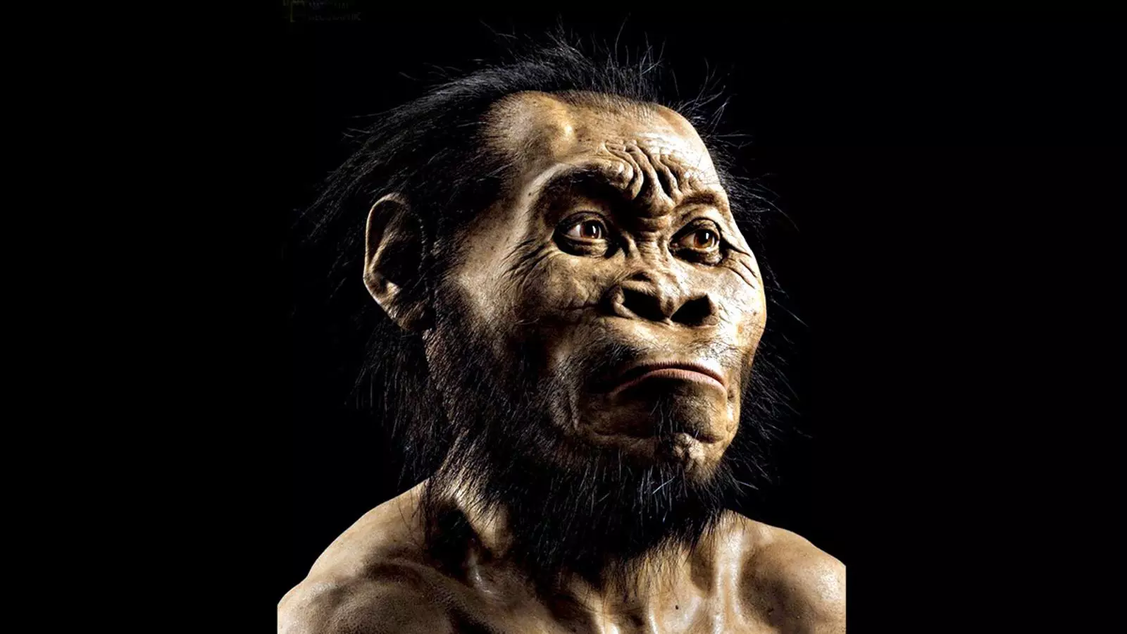 'Homo naledi': la nova nova espècie d'homínid descoberta en una cova de Sud-àfrica. AFP