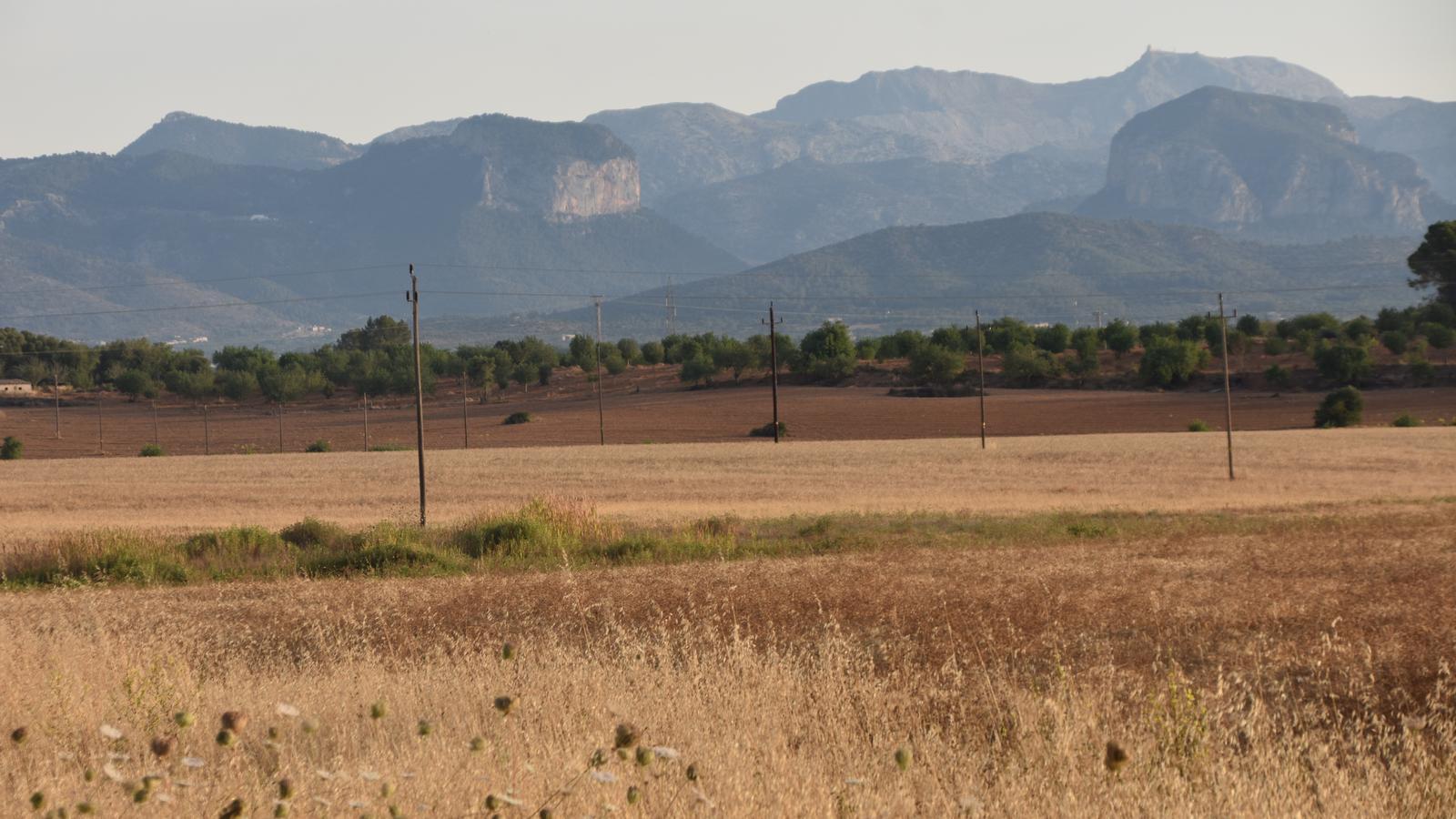 The gaze of the walker quickly connects from the quiet fields of Pla de Mallorca with the Tramuntana.