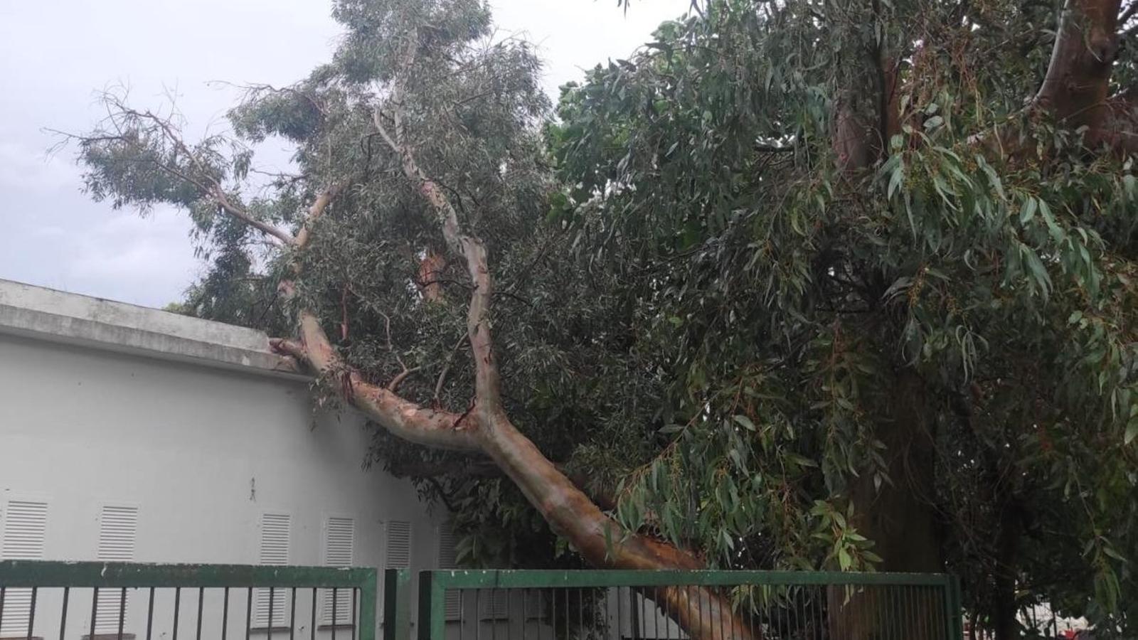 Un árbol ha caído encima del aula de una escuelita.