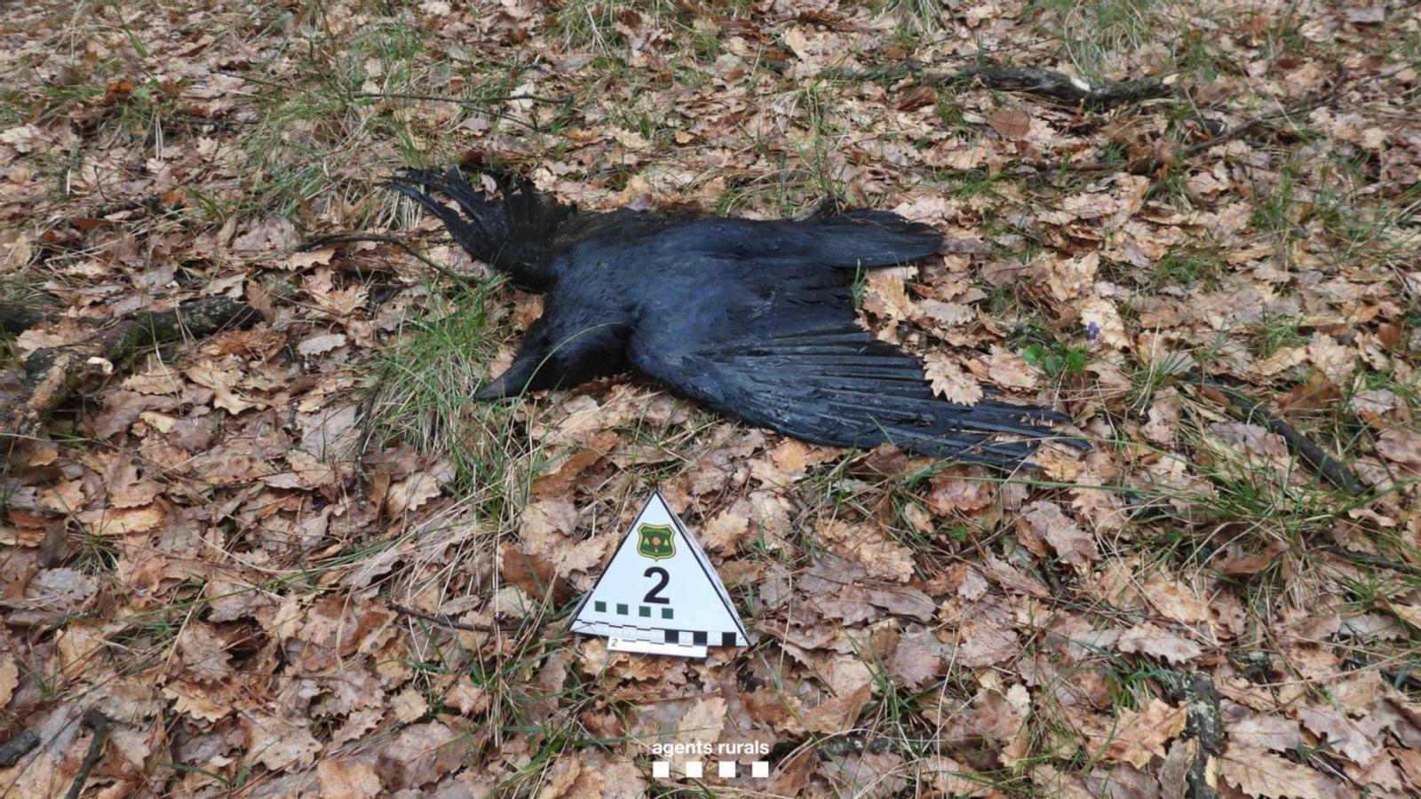 A dead crow in the Lluçanès area.