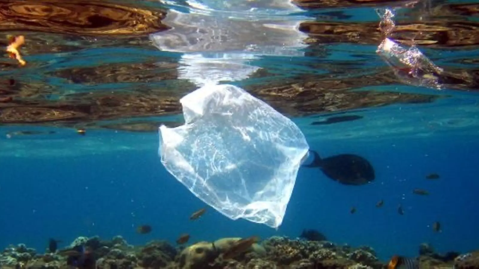 El plàstic és un dels materials que més es recull dins la mar