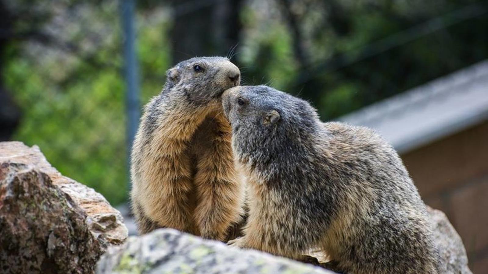 Dues marmotes en captivitat