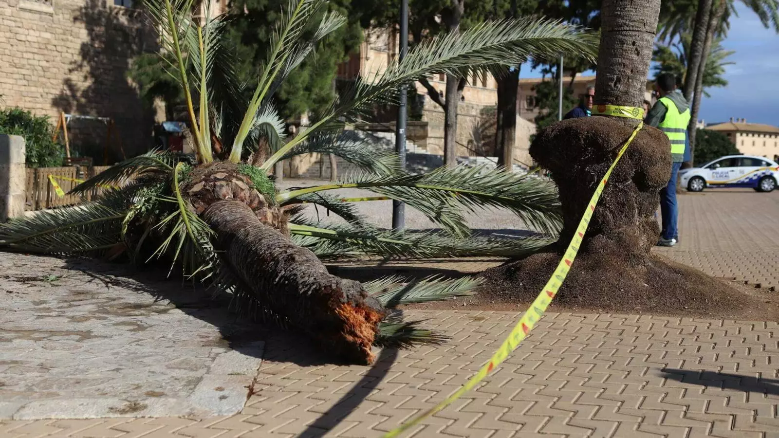 El vent fa caure una palmera i mata una dona al parc de la Mar de Palma