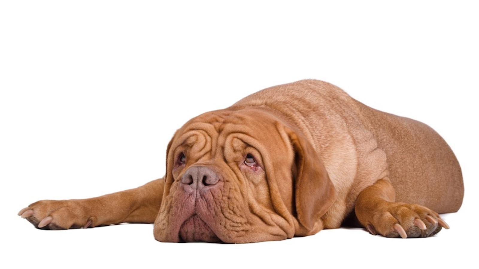 Un gos gran (possible bulldog) THINKSTOCK