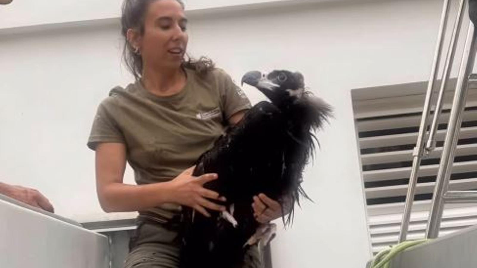 Rescat d'una cria de voltor negre.