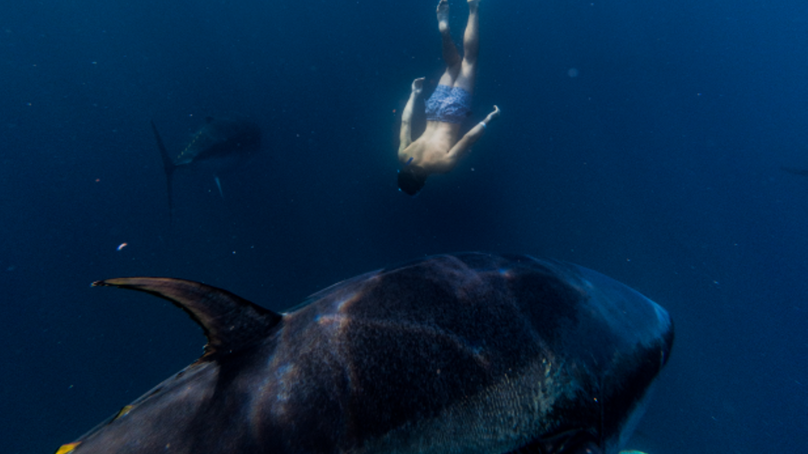 An image of a person swimming with tuna.
