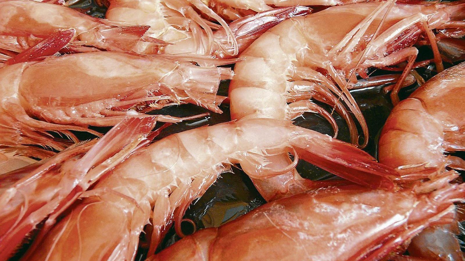 El marisc de Menorca i les seves excel·lències