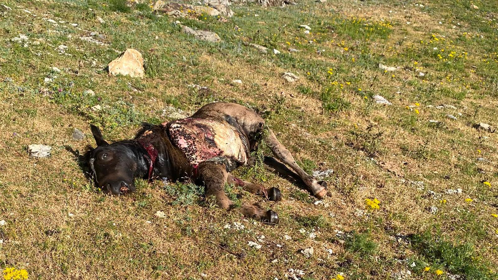 One of the animals killed by a bear attack, according to the farmers