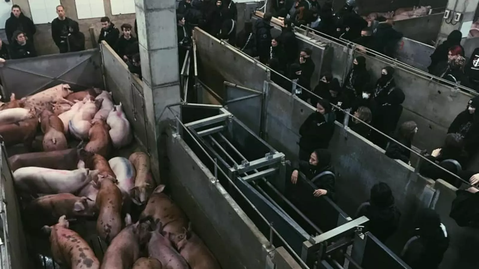 Imatge de la protesta a dins l'escorxador de Riudellots de la Selva i que ha fet pública l'organització francesa 269 Libération Animale