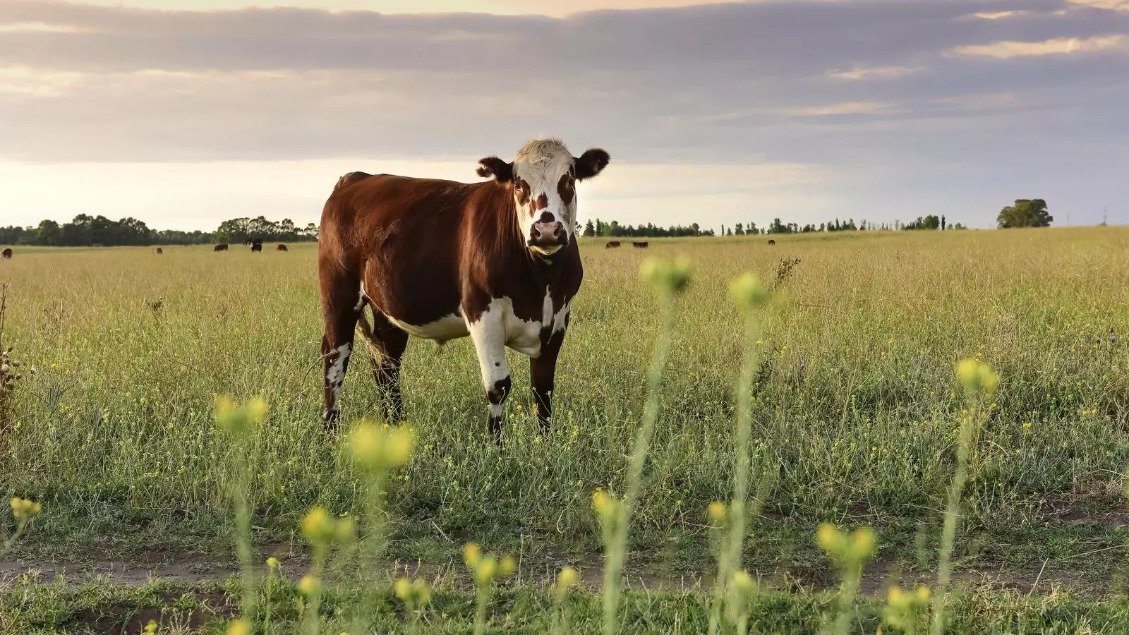 Una vaca en un prat a La Pampa Argentina
