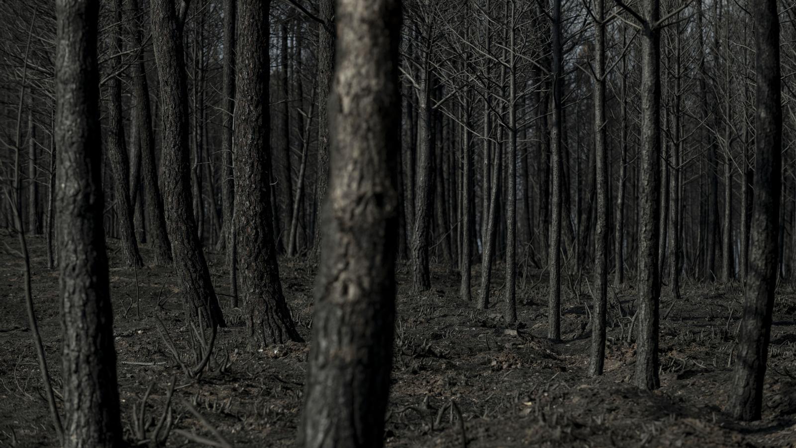 The area burned by the fires of recent days in Ourense.