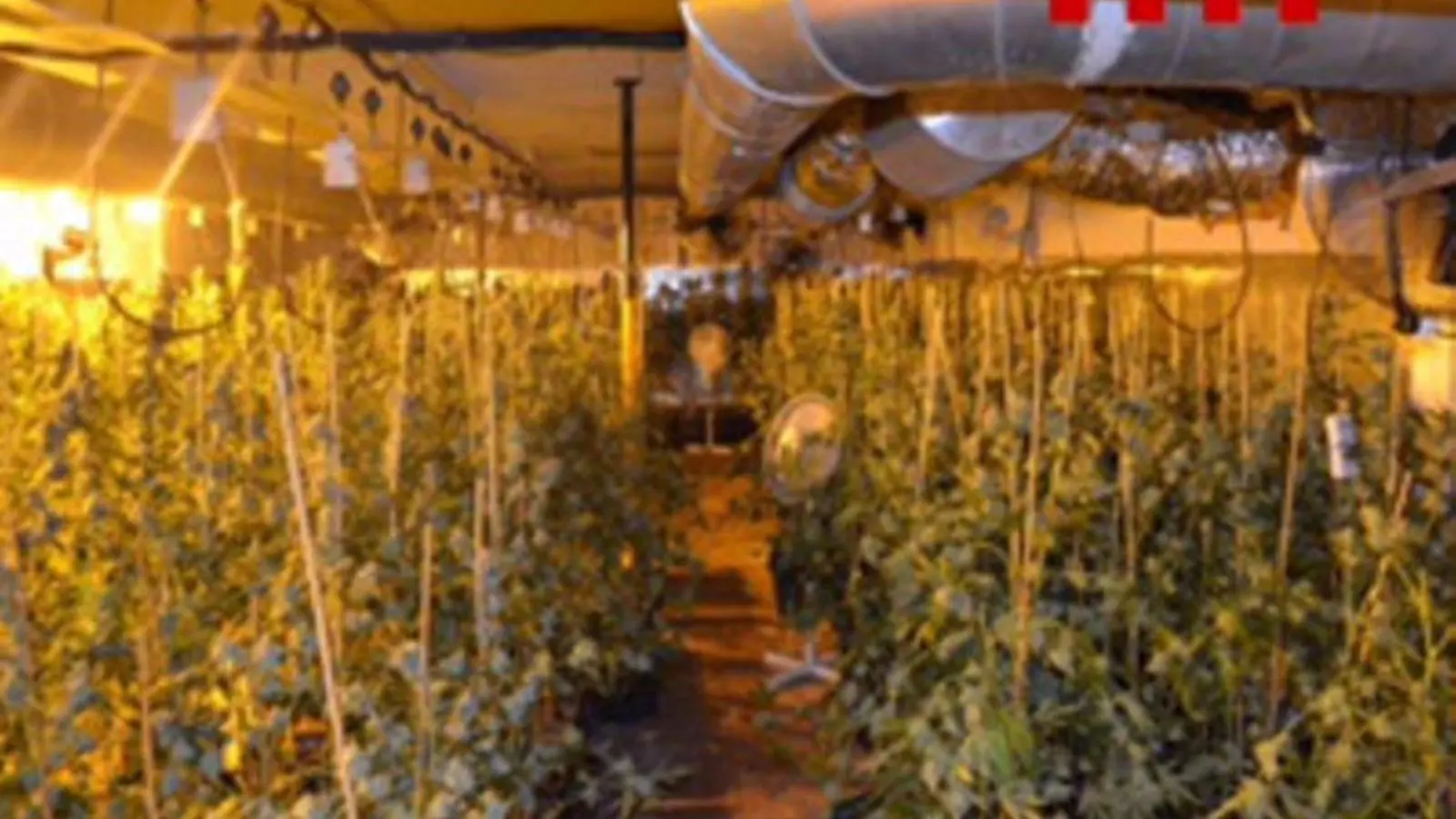 Les plantes de marihuana al garatge.