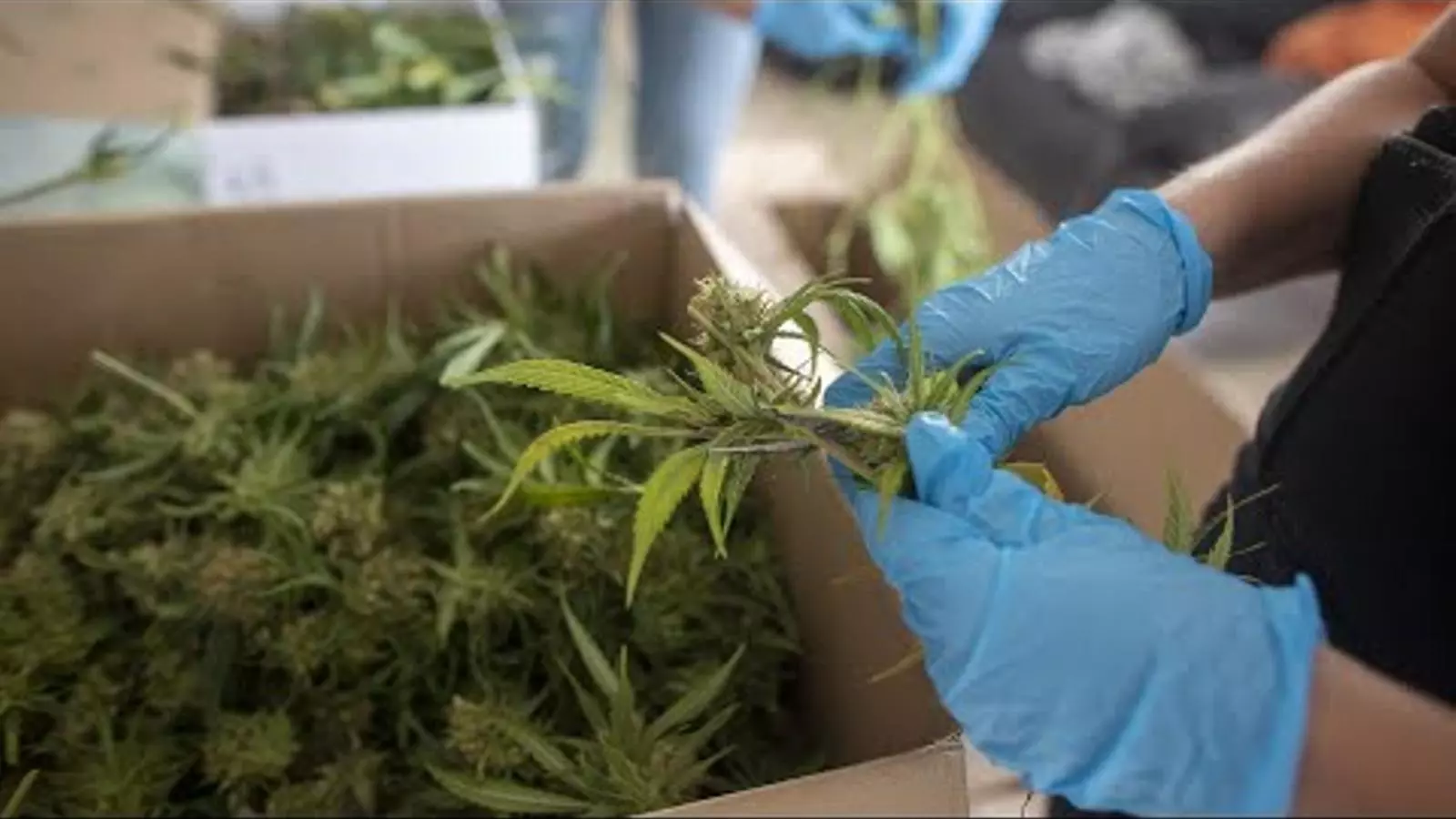 Operació contra el tràfic de marihuana