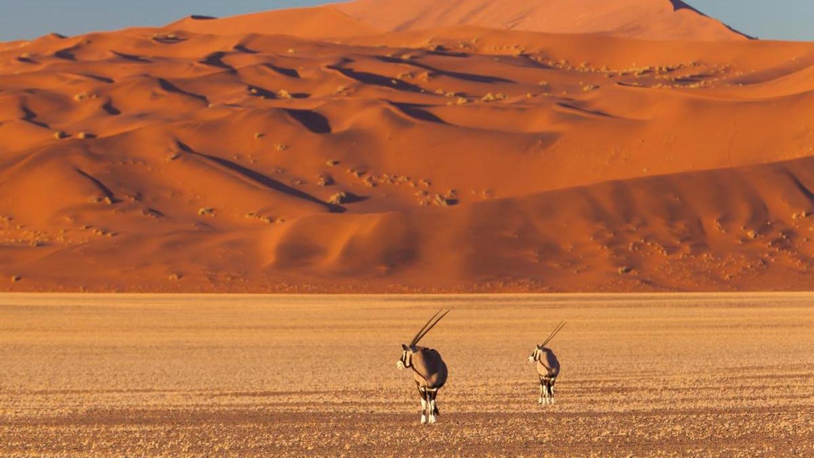 El Namib és la zona desèrtica que s'estén al llarg de la costa de Namíbia.