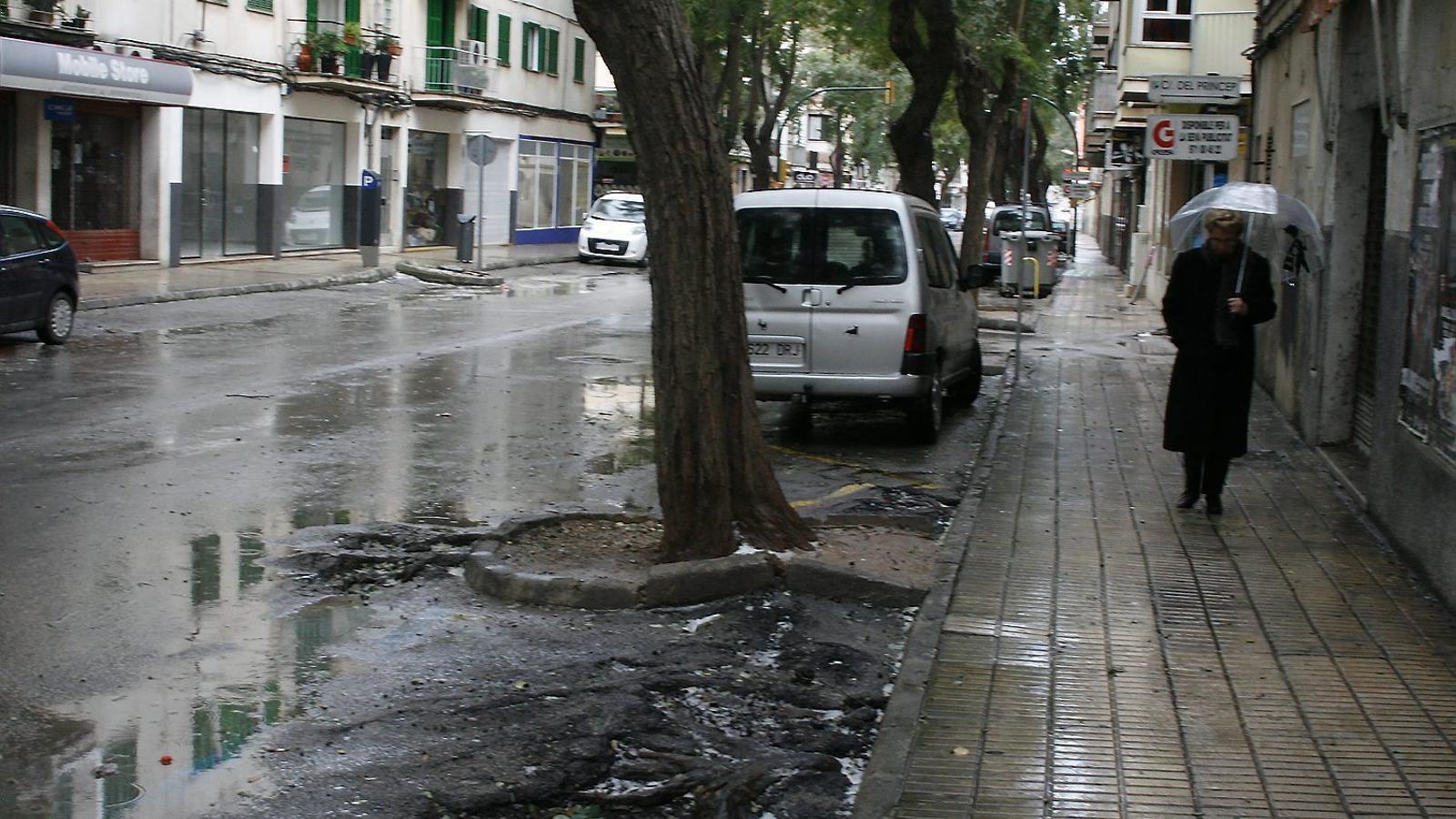 TIPUANES I POLLS Les tipuanes del Torrent i els polls de Palma fan malbé l’asfalt i les voreres.