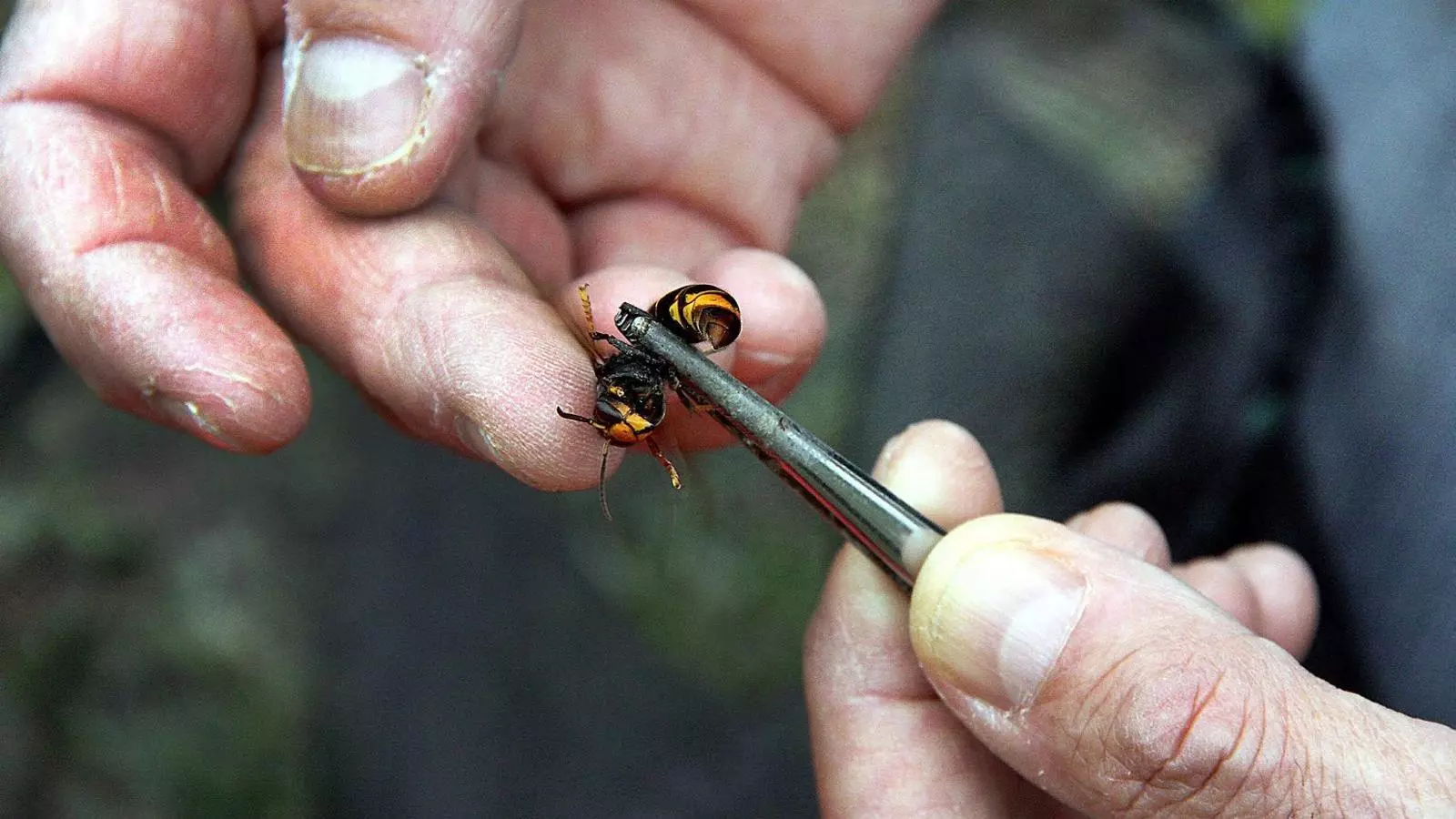 Un apicultor empolsegant l’abdomen d’una vespa asiàtica amb insectida perquè l’escampi quan torni al niu.