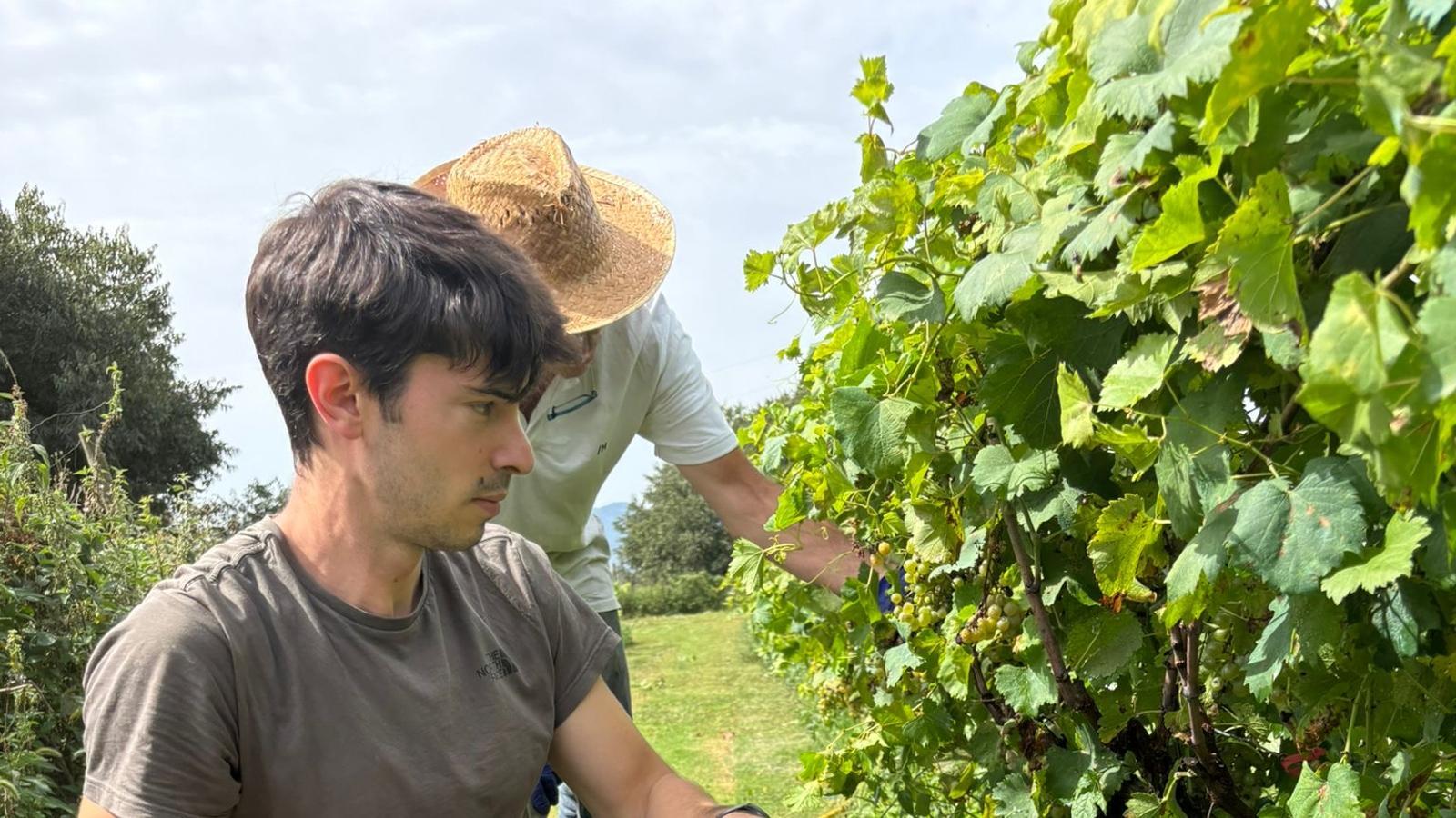 Francesc Colomer works in his vineyard