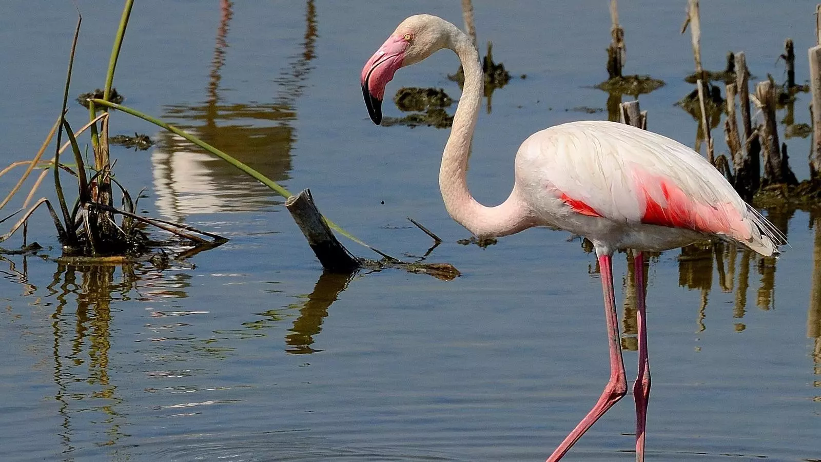 Un flamenc al Delta de l'Ebre en una imatge d'arxiu