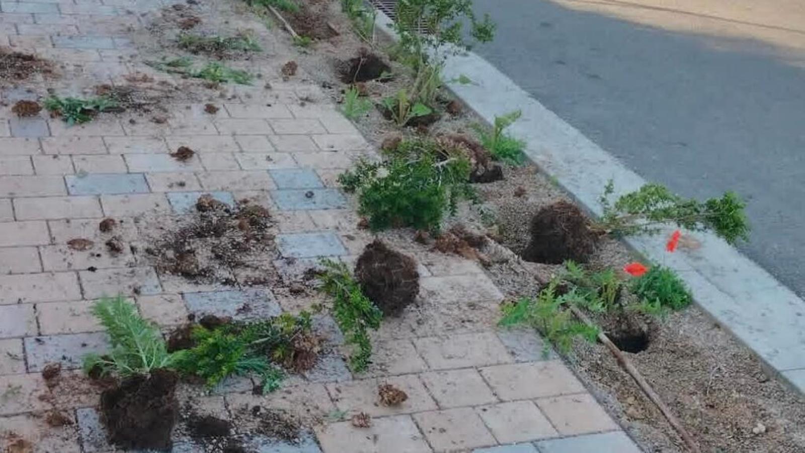 Pflanzen, die in Sant Joan entrissen wurden.