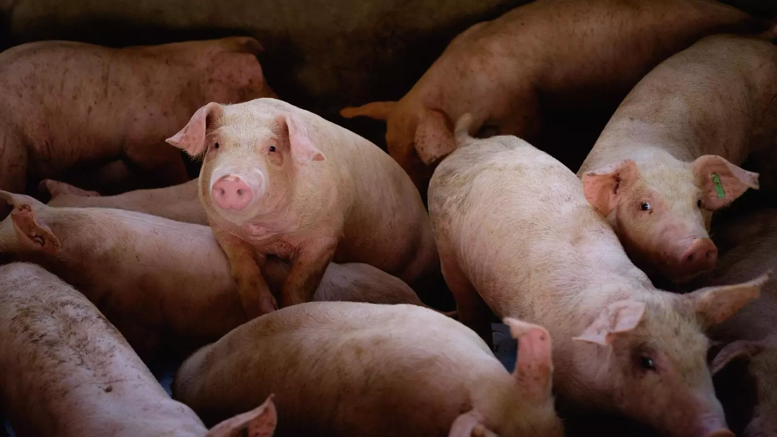 Revifen les funcions cerebrals de porcs hores després de la seva mort