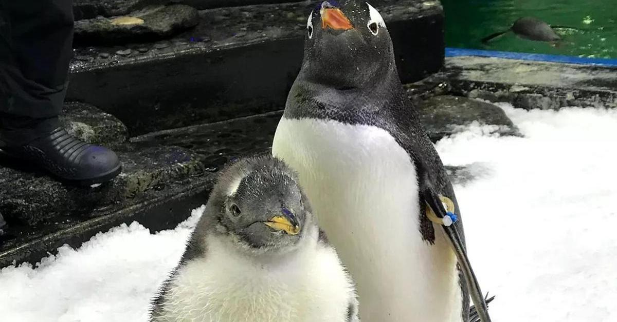 パートナーと一緒に赤ちゃんを育てたゲイのペンギン、スフェンが死ぬ