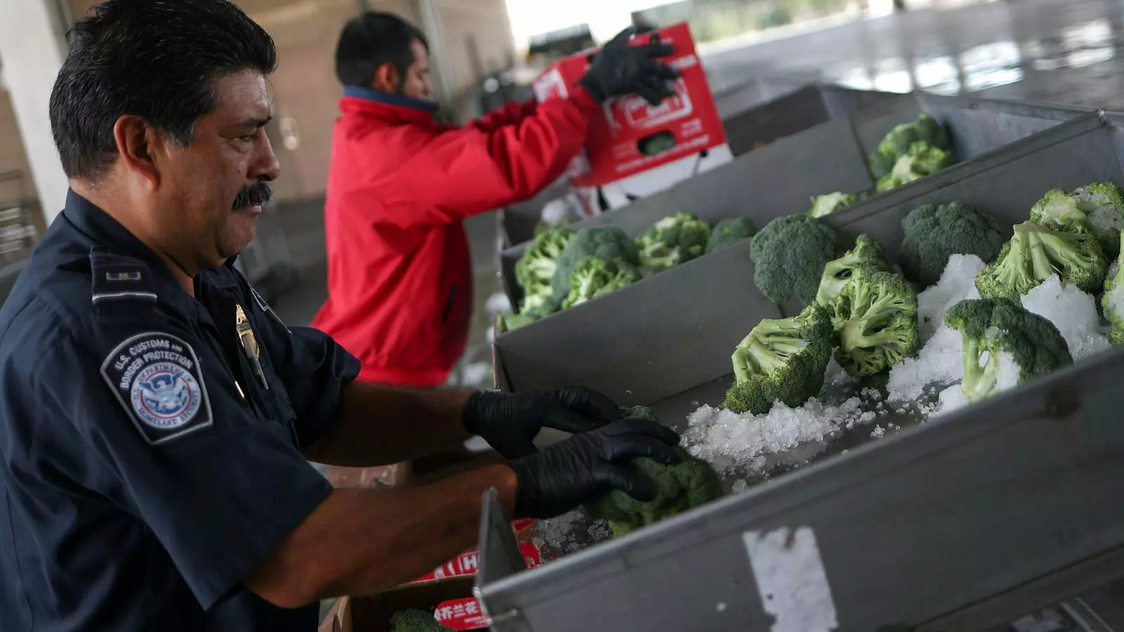 Un agent fronterer del departament d'Agricultura dels EUA controla importacions de bròcoli als EUA des de Mèxic.