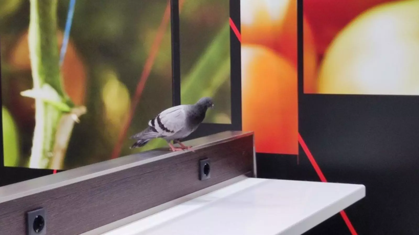 Un colom al McDonalds de l'avinguda Meritxell