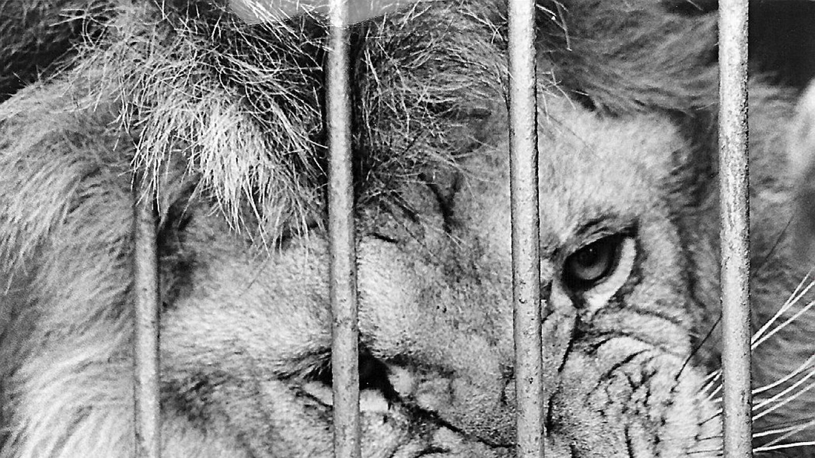 També en l’odi hi ha classes