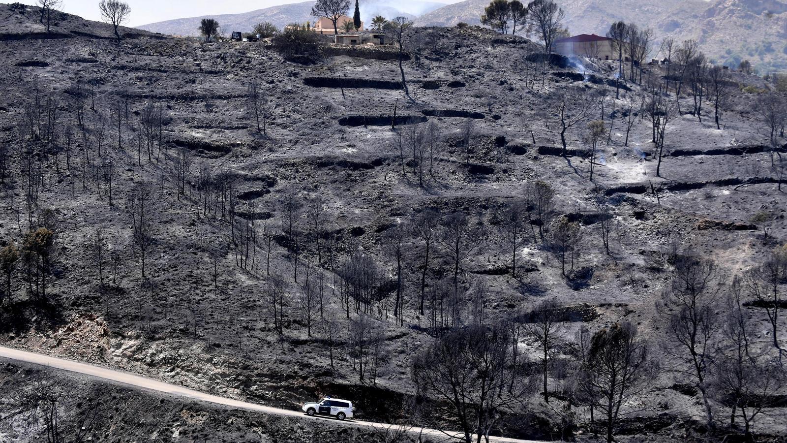 Scorched land in the forest fire in Los Gallardos, Almeria.