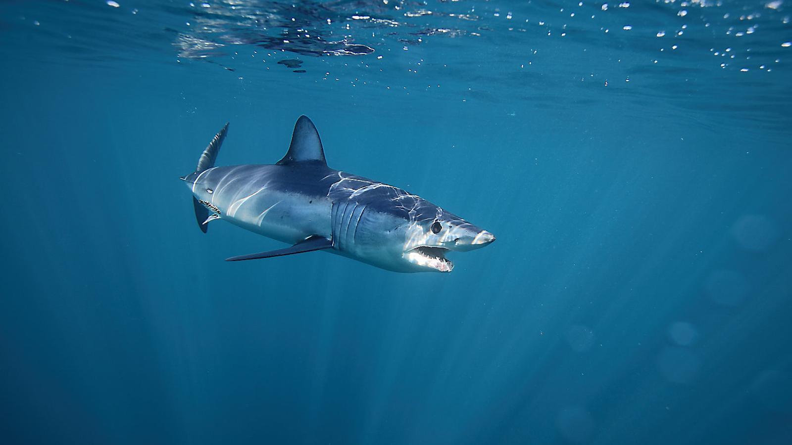 El solrayo (Isurus oxyrinchus), un tiburón rápido de aguas abiertas que recuerda al tiburón blanco, está protegido en el Mediterráneo.