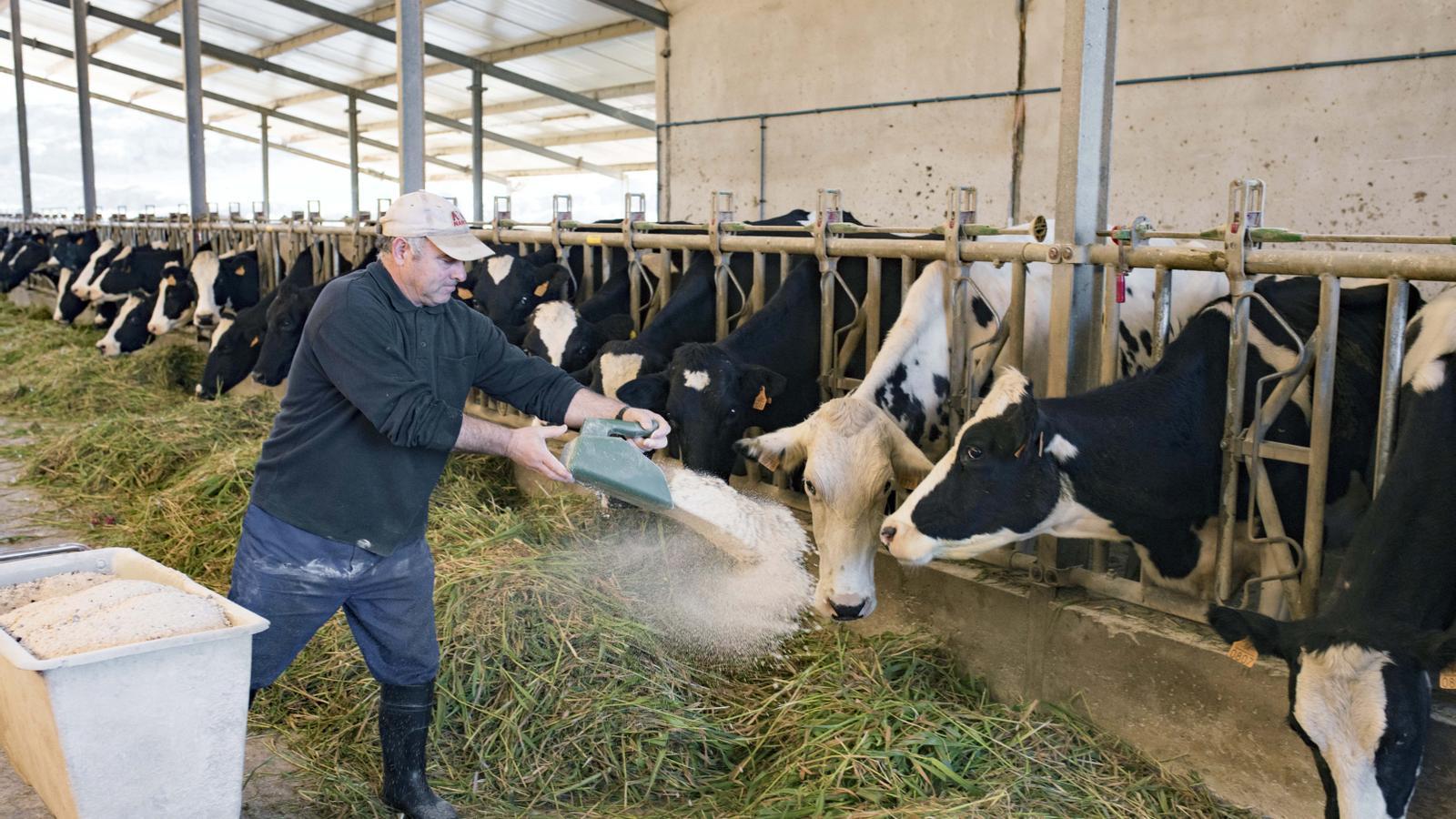 Der Bauer des Milchviehbetriebs Son Nadal füttert seine friesische Kuhherde.