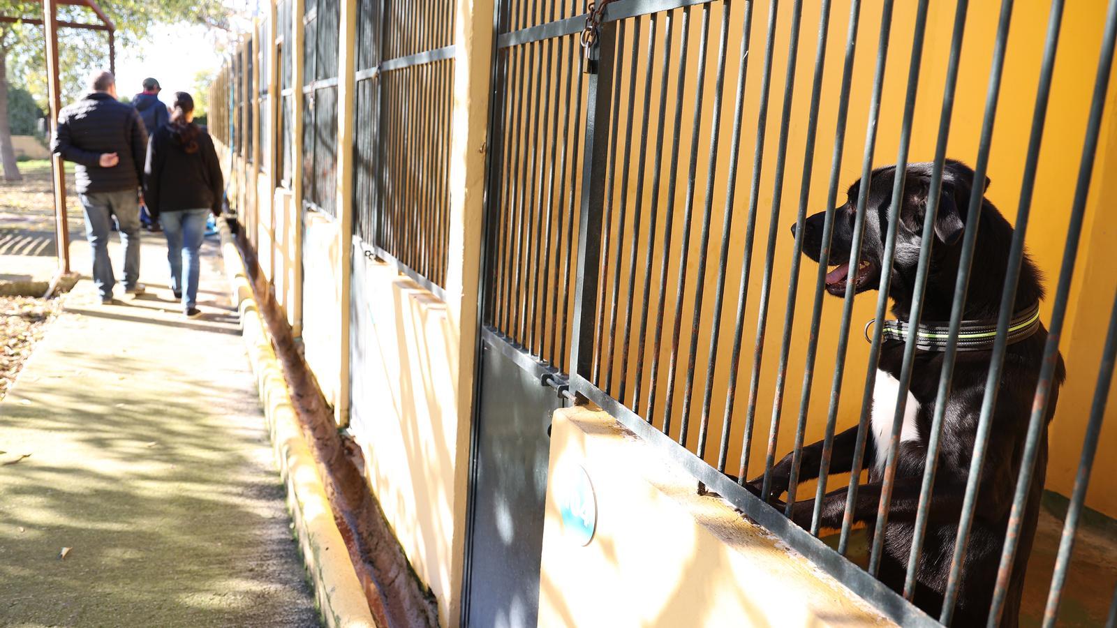 Un perro en Son Reus.