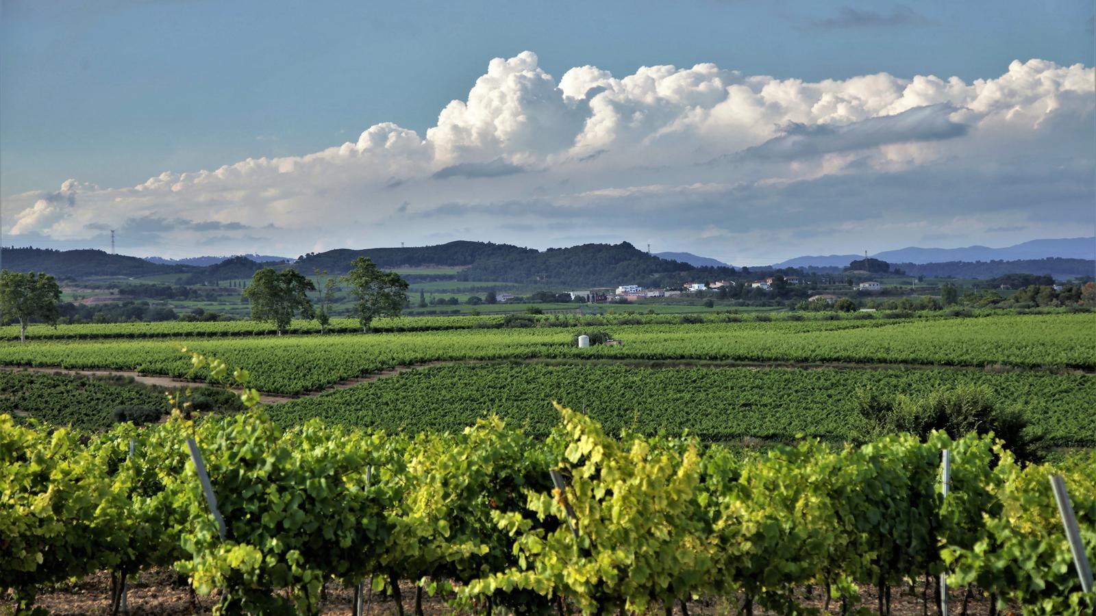 Vinyes al Penedès