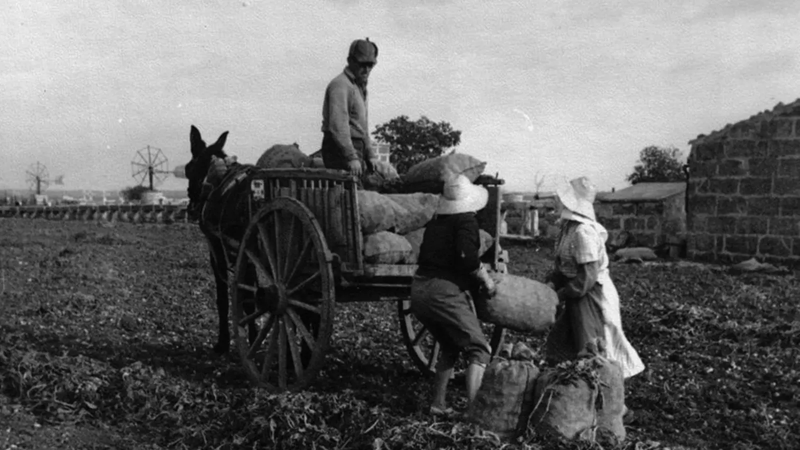 Marjaleres carregants els sacs de patates al carro