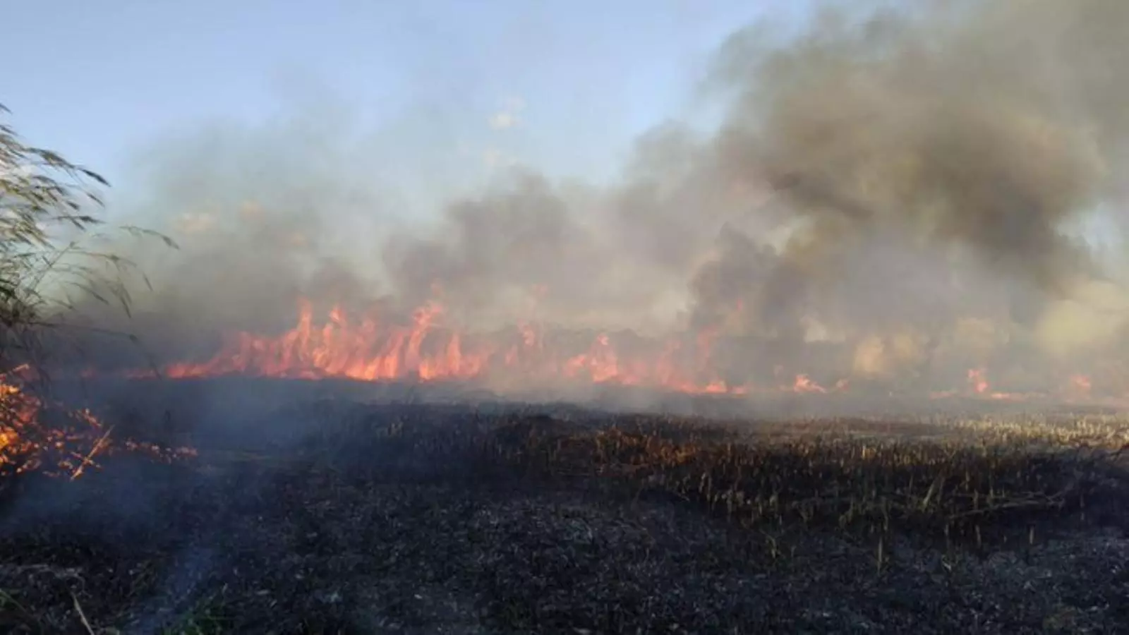 Incendi a l'Albufera de Mallorca./ IBANAT