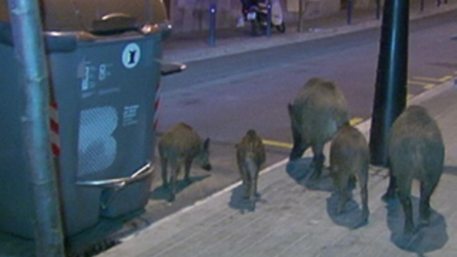 A family of wild boars, in the streets of Gràcia
