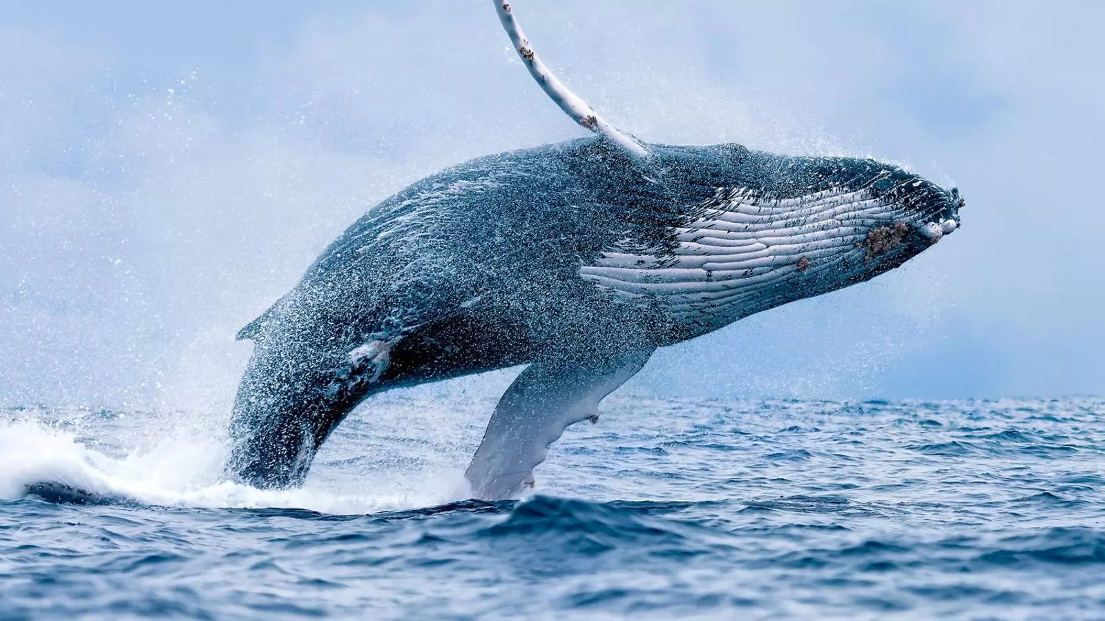 Una balena geperuda sortint a la superfície amb un salt espectacular prop de Puerto López, a l’Equador.