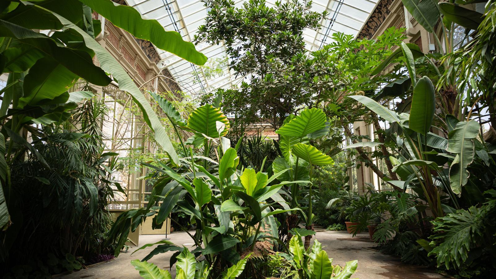 The greenhouse of the Ciutadella Park.