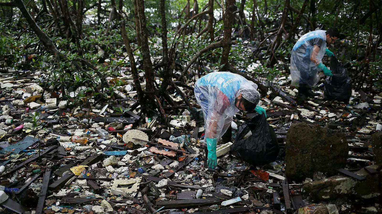 L’home està destruint hàbitats d’animals i plantes. A la imatge, voluntaris recollint brossa en un manglar del Brasil.