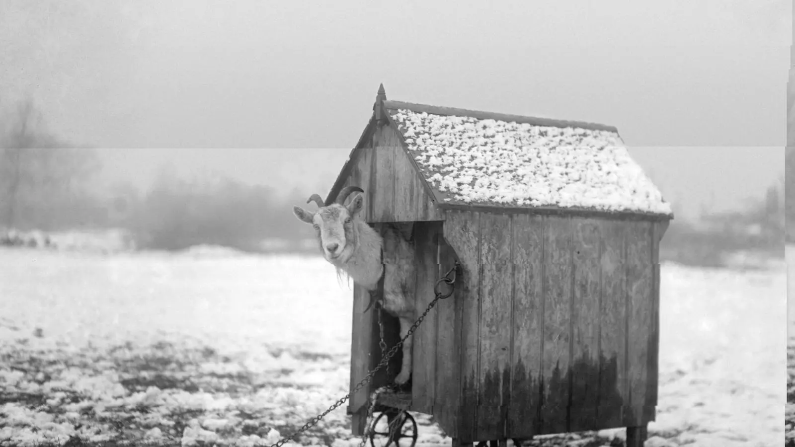 Un animal lligat en la neu.