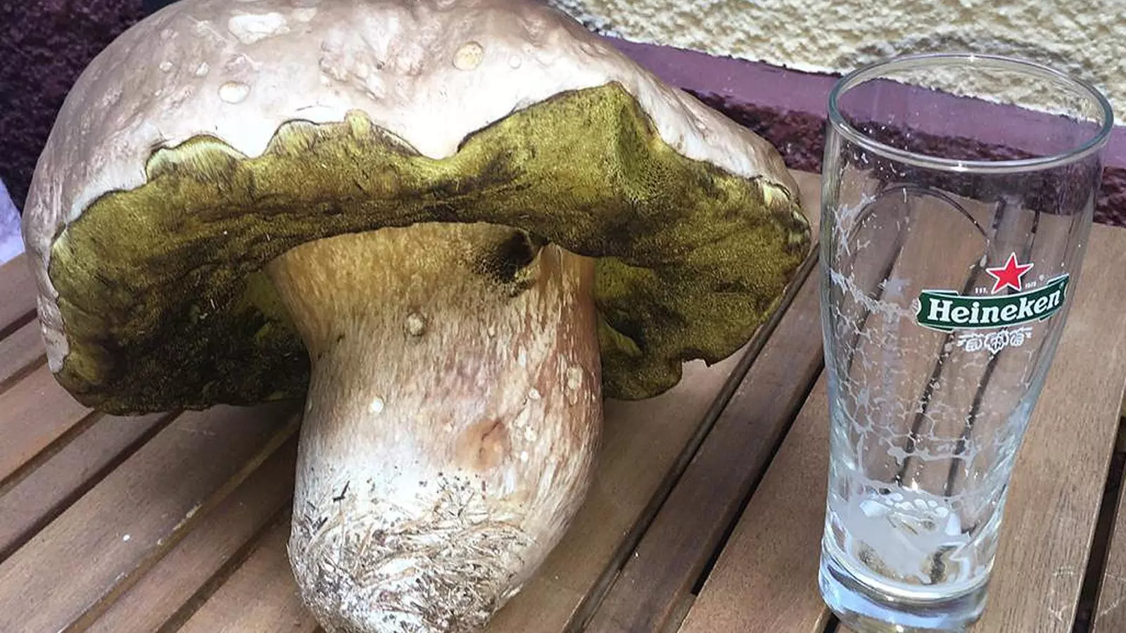 Cep amb un pes de 1,430 quilograms, collit prop de la Vall d'Incles. / ANA