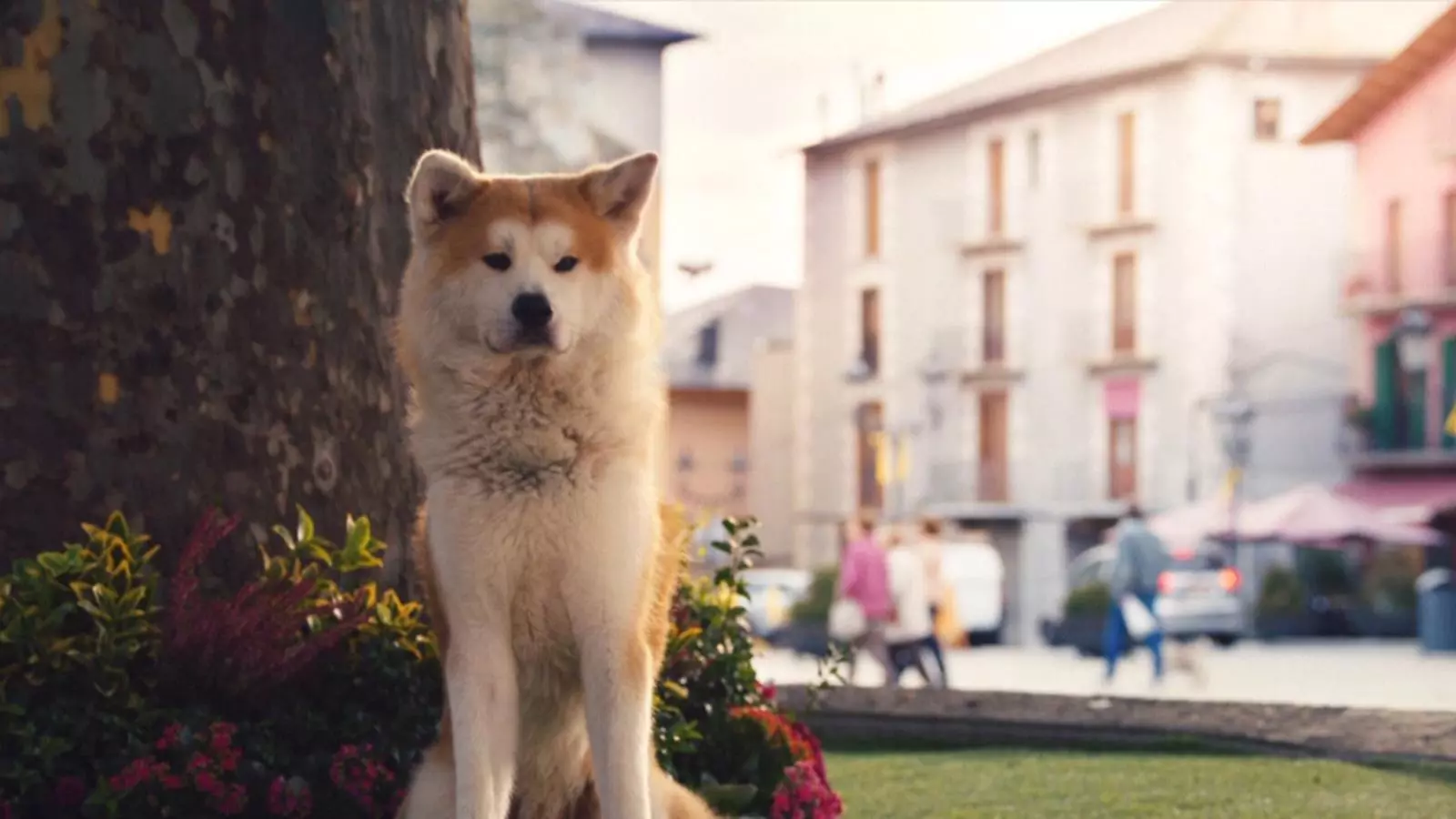 La història del gos Hachiko inspira l'anunci de 'La Marató' de TV3