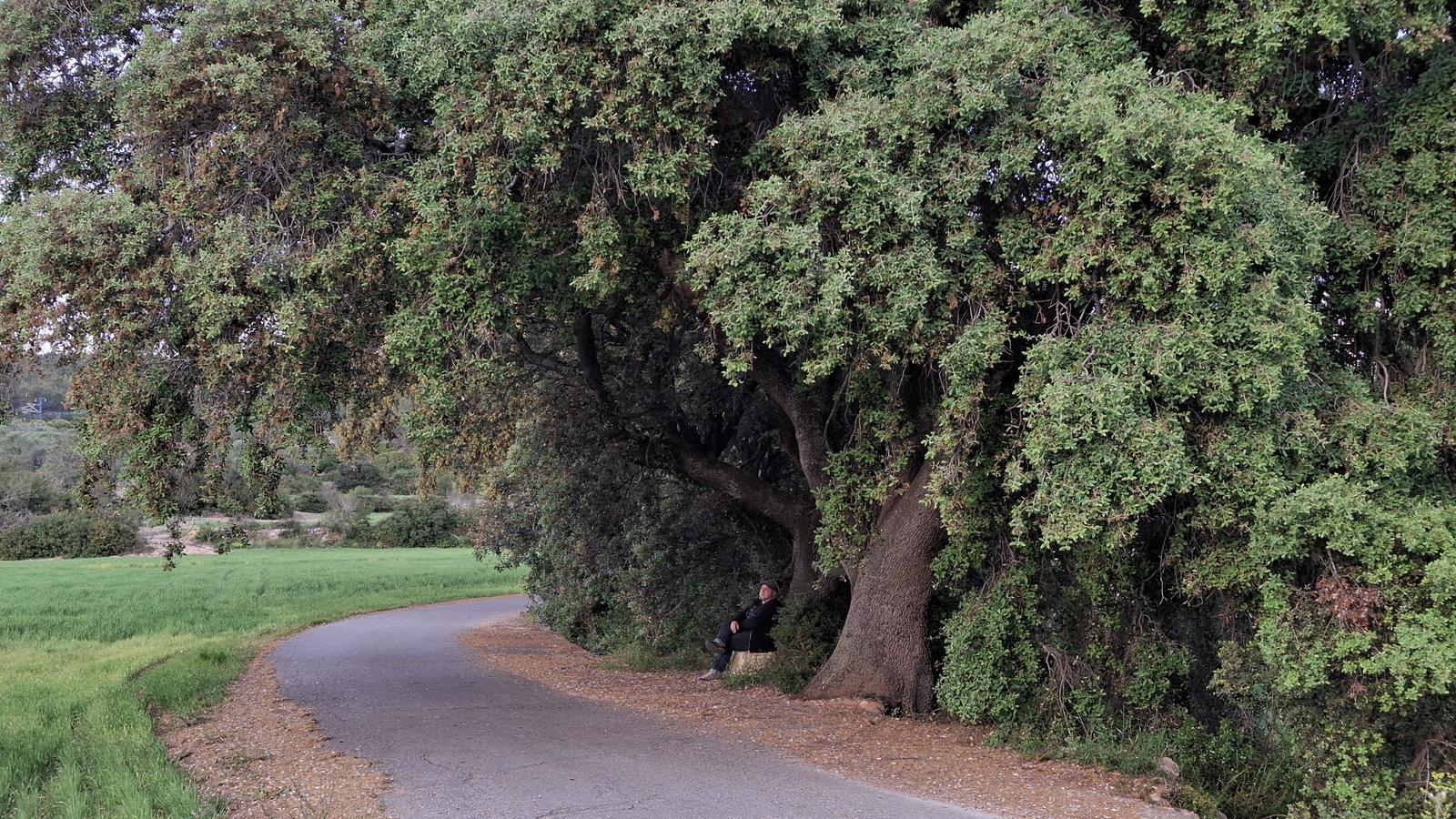 Oscar Guayabero under a holm oak in Baix Gaia