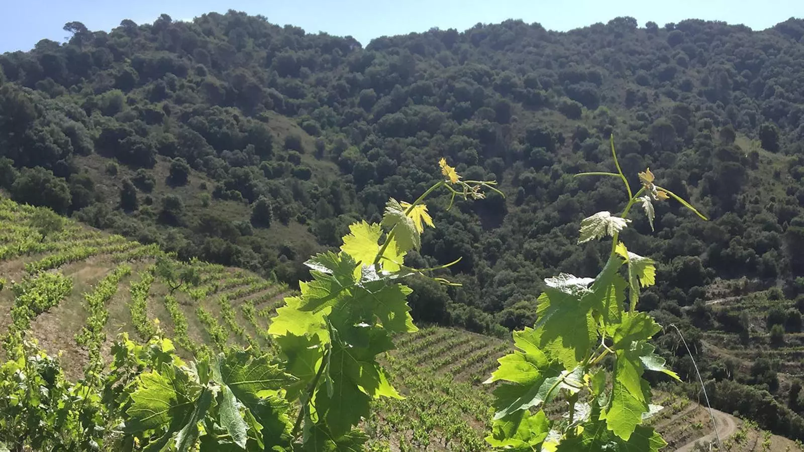 Vinya vella de carinyena del celler Terroir al Límit a Torroja del Priorat.